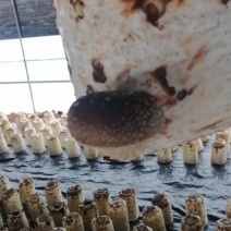 菌棒