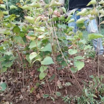 丁香苗，丁香苗基地直销。精品丁香，看苗挖苗，
