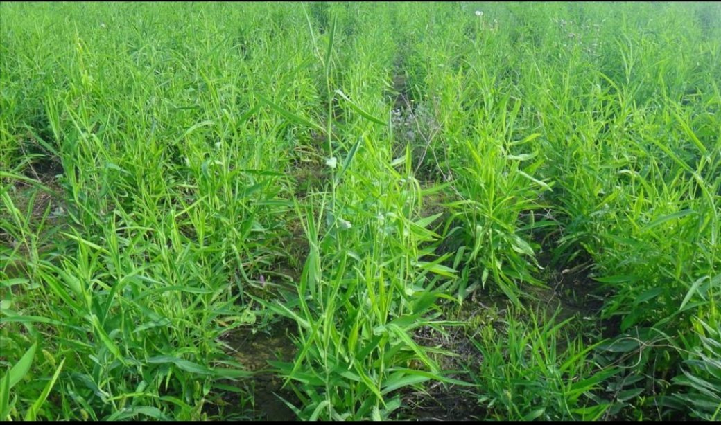 北柴胡种植基地实景图