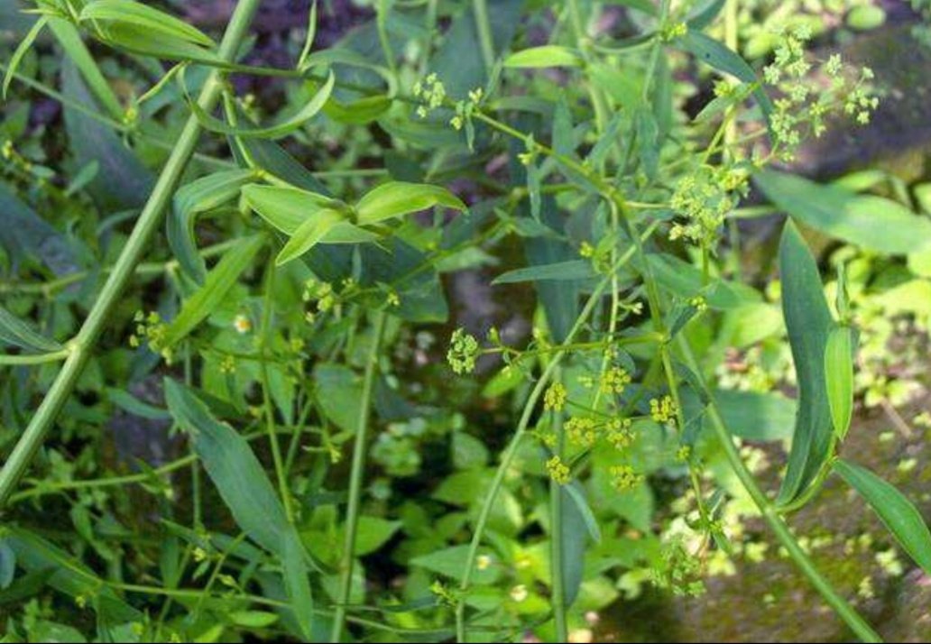 北柴胡植株特写图