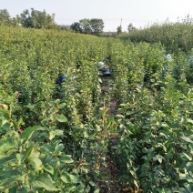 苹果苗红星苹果苗六代中秋国庆上市