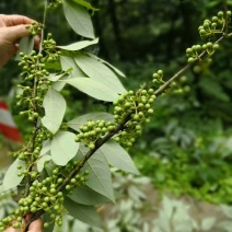 木姜子树苗山胡椒树苗香料树