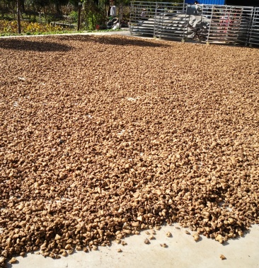 基地直供湖北白芨鲜货统装药厂投料货大量供应加工地直供