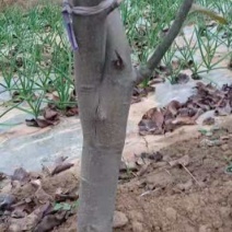 黄晶梨树