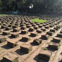绿化工程果岭草草坪草皮基地直销