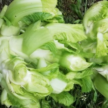 儿菜现货