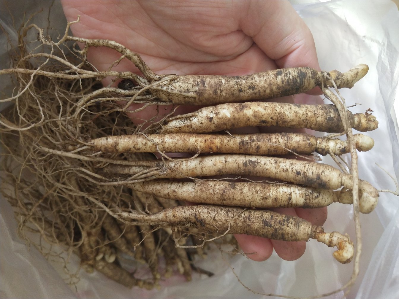 工人正在用清水清洗刚出土的鲜人参,操作轻柔以避免损伤根部 鲜人参清洗处理过程