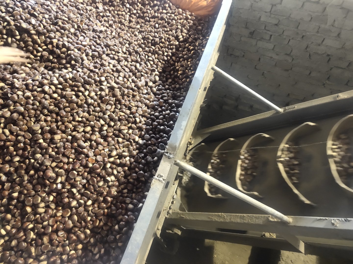 一位老农在村口院落中用竹筛晾晒剥出的石栗仁,阳光洒落,周围摆放陶罐与木盆,展现传统手工处理过程 石栗子传统加工场景