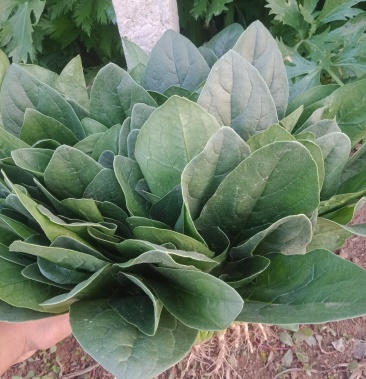 大叶菠菜产地直销质量保证专供超市各大市场