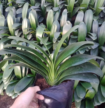 大元宝君子兰盆栽宽叶精品赏叶绿植一件28棵