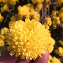 岱岳菊