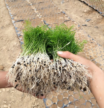 [批发]天冬种苗价格1.50元/棵 - 一亩田