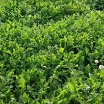 正品保障蒲公英现货秒发下单秒发