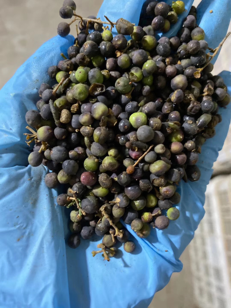 宿迁卖的花苗都是假的吗百科在线