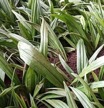 [毛慈菇批发]东北野生毛慈姑全苗,毛慈菇全苗,毛慈菇种苗,也是山芋头