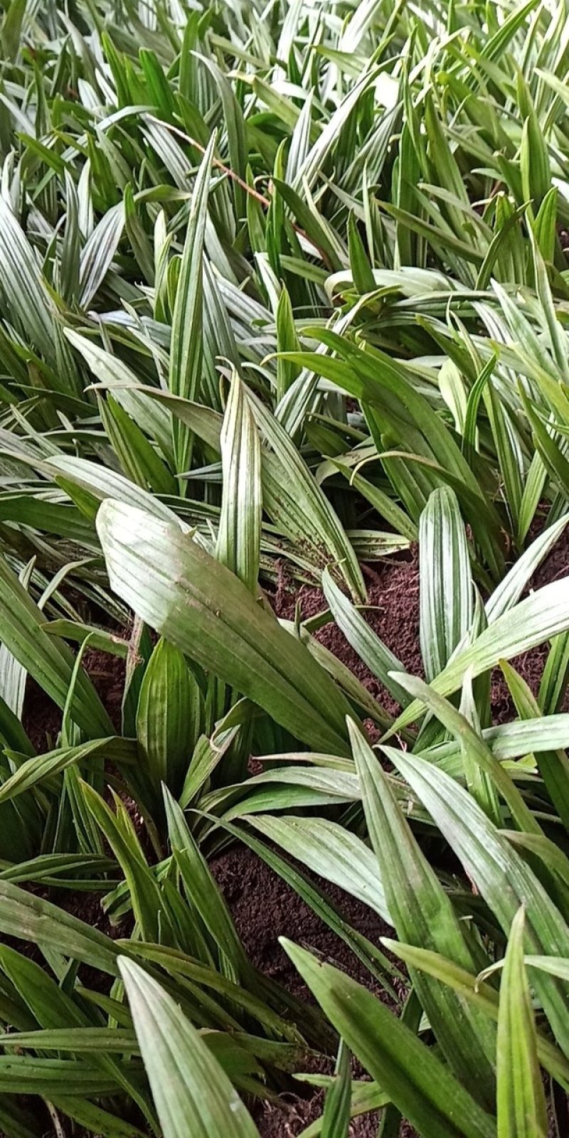 东北野生毛慈姑全苗,毛慈菇全苗,毛慈菇种苗,也是山芋头苗