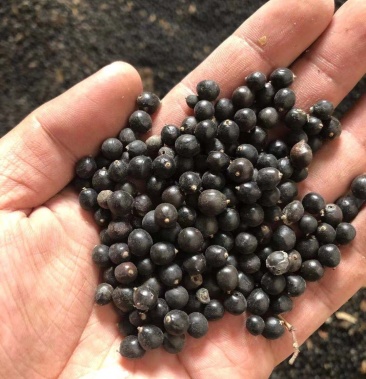 [栾树种子批发]北栾种子价格10.00元/斤 - 一亩田