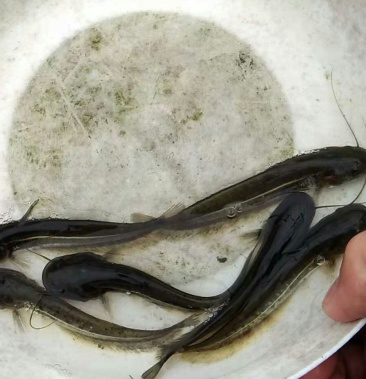 杂交鲶鱼,大口鲶,货源充足特种鱼苗信用可以空运