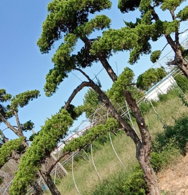 龙柏老桩 大树盆栽盆景造型树大龙柏树盆景素材别墅搭配