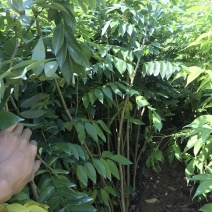 正宗海南黄花梨树苖降香黄檀黄花梨