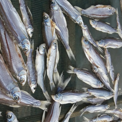 江苏翘嘴鲌鱼干价格行情走势 - 一亩田