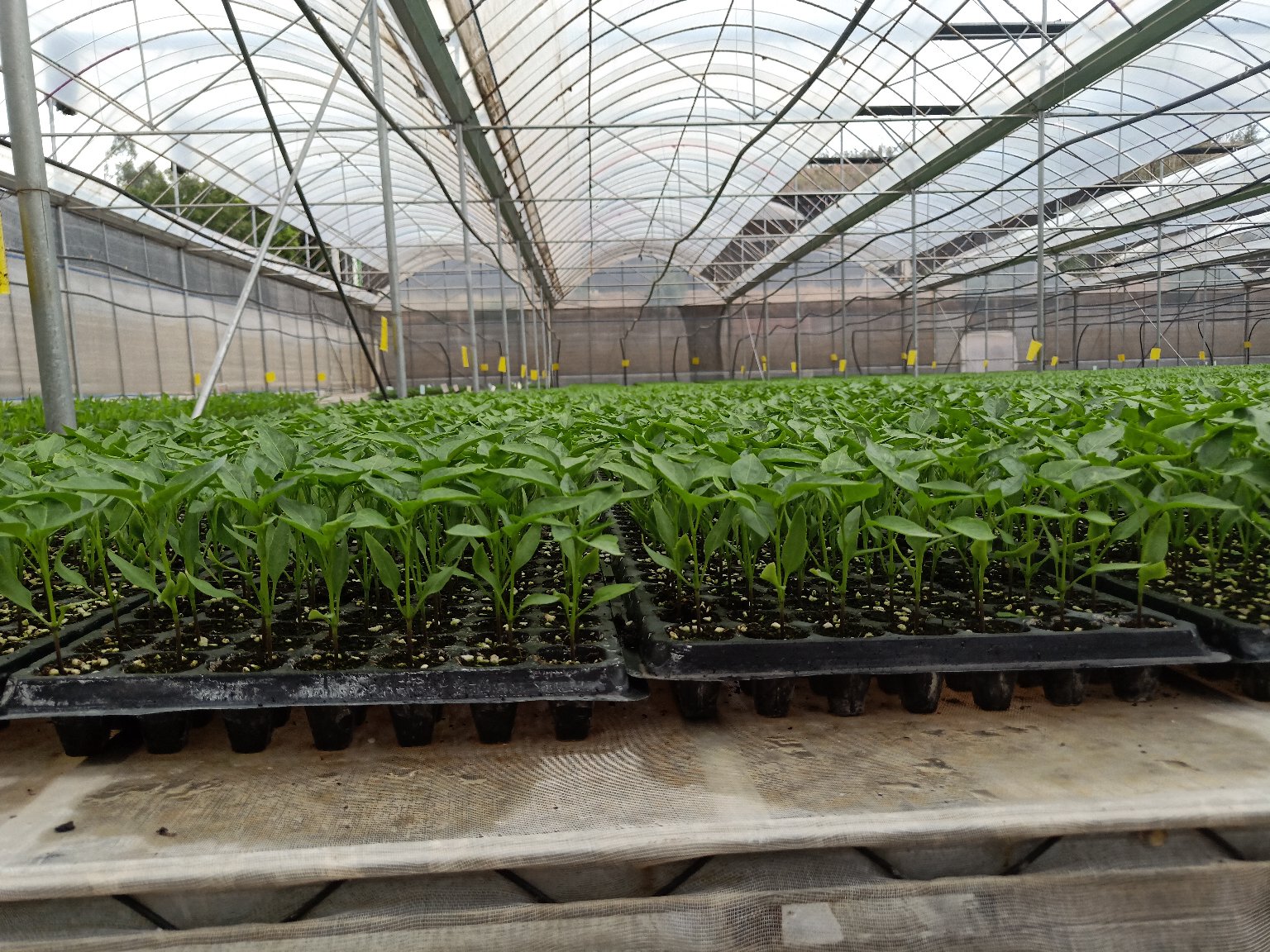 贵州遵义辣椒种植基地