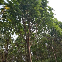 楸树，梓树专供