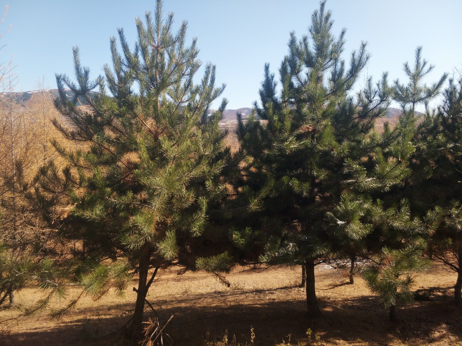 油松整体形态特写