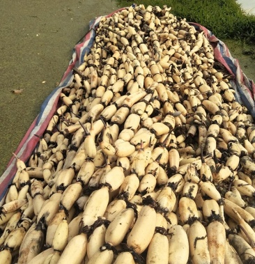 美人红莲藕大量上市诚邀新老客户前来选购