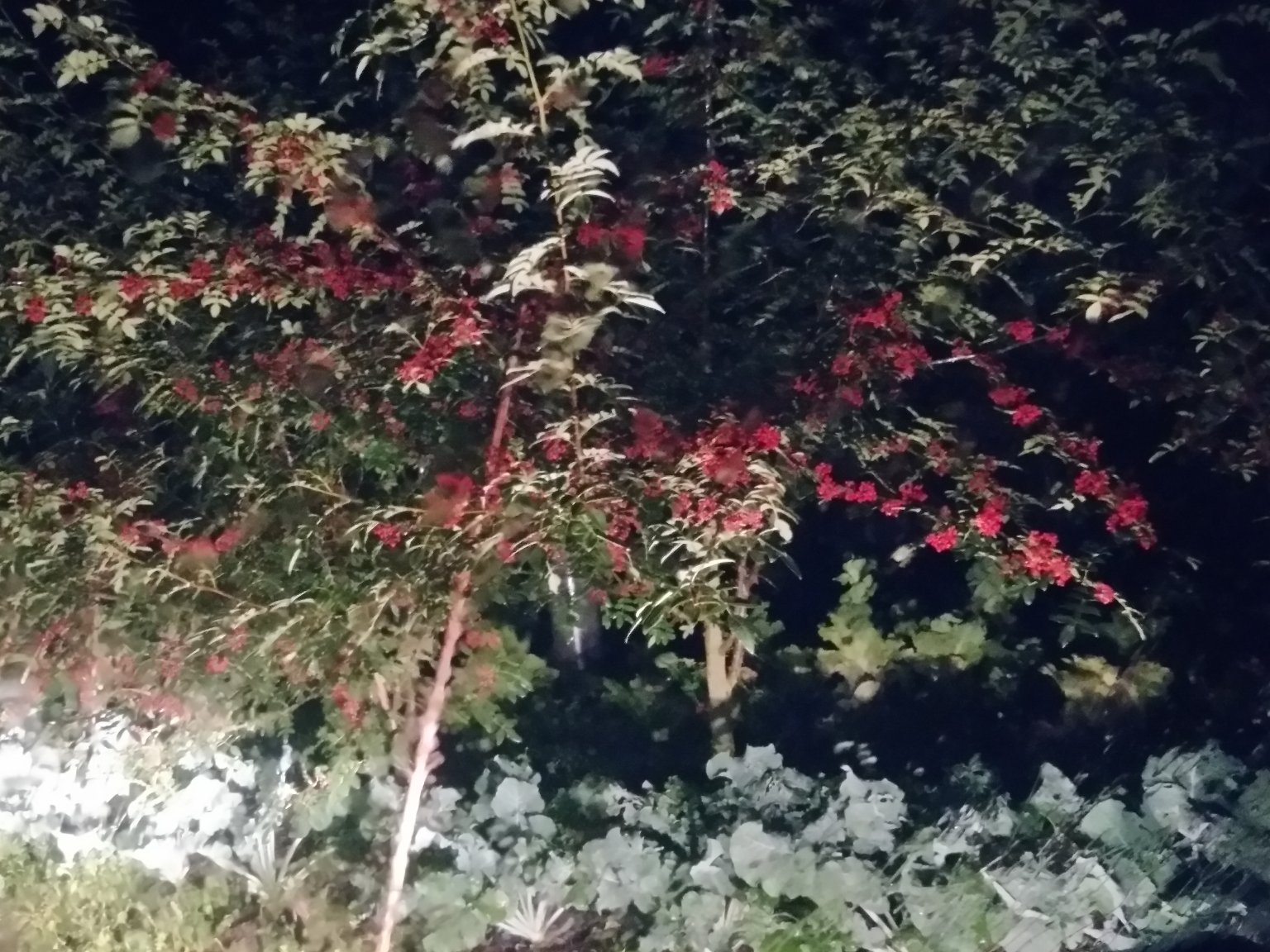 海南黑果胡椒植株与果实特写