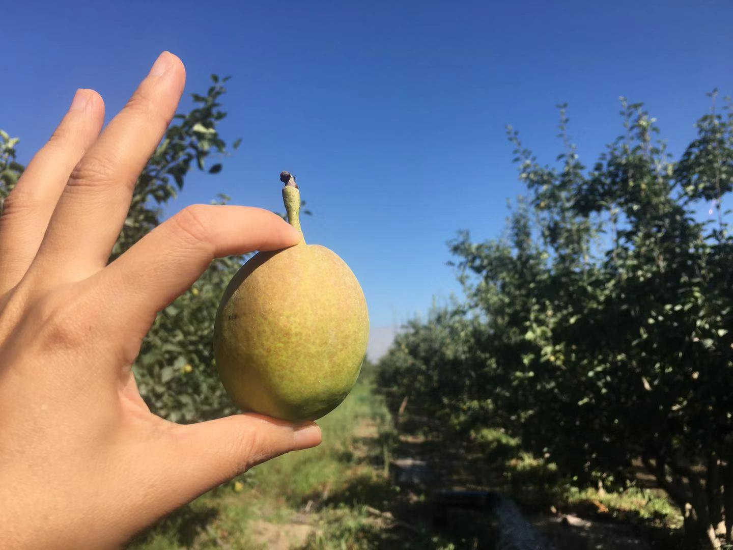 南果梨采摘过程