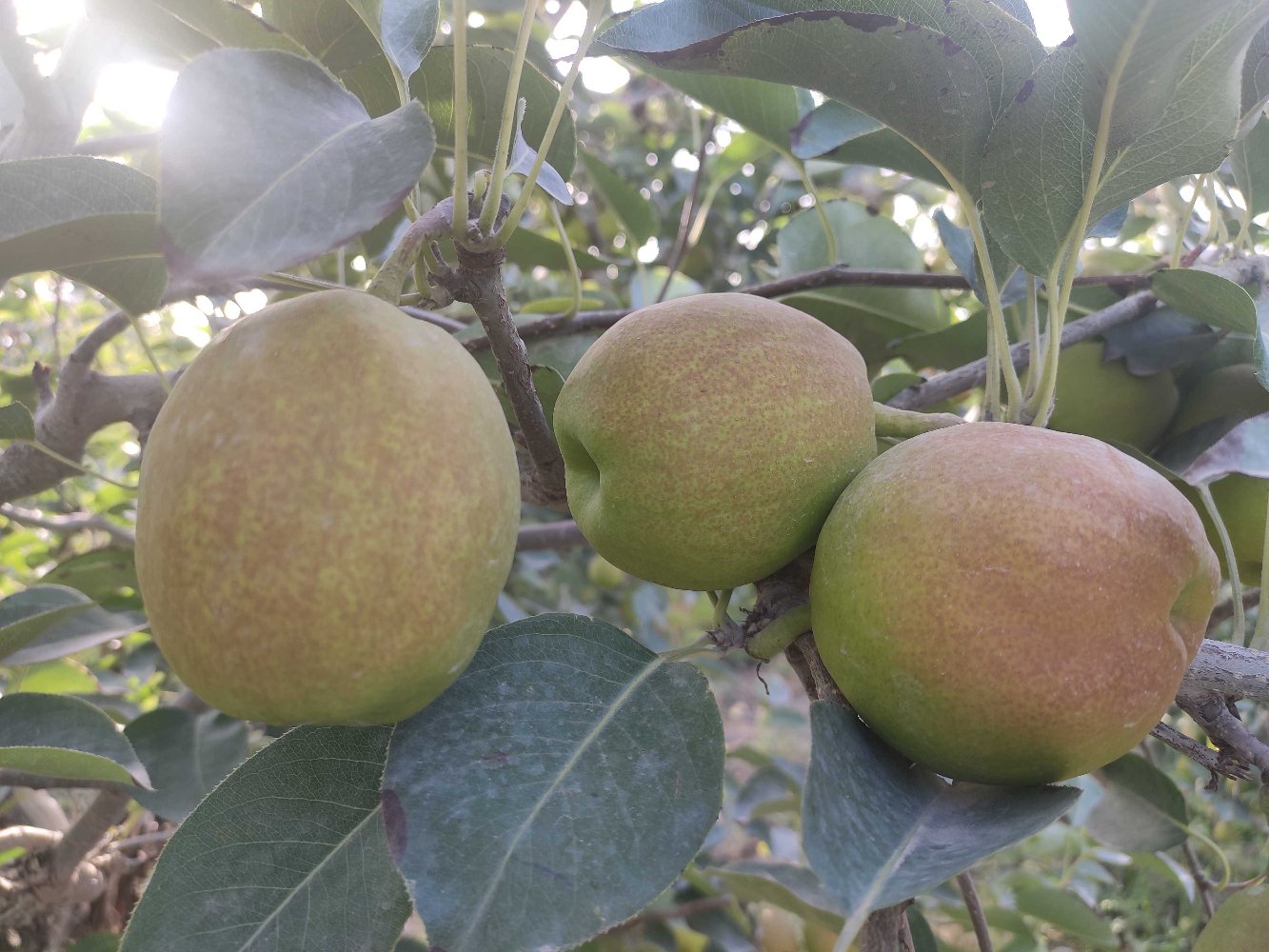 一棵树上挂着多个小型黄绿色梨子,果实呈不规则卵圆形,表面有细微斑点和果粉,背景为乡村果园环境,阳光透过树叶洒在果实上 酸梨整体外观特写