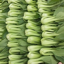 油菜快菜，精品