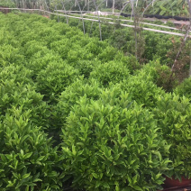 非洲茉莉大量供应中具体需要请联系详谈。