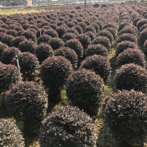 红继木球袋苗大量供应50-120厘米，面议详谈价格。