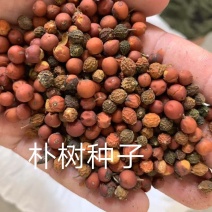 朴树种子供应朴树种子批发供应朴树种子，朴树种子图片
