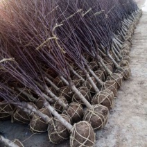 基地出售榆叶梅，规格齐全，货源充足