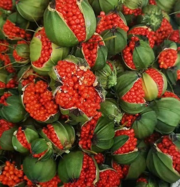 重楼种子 基地直发 全国包邮 发芽率90%以上 提供技术