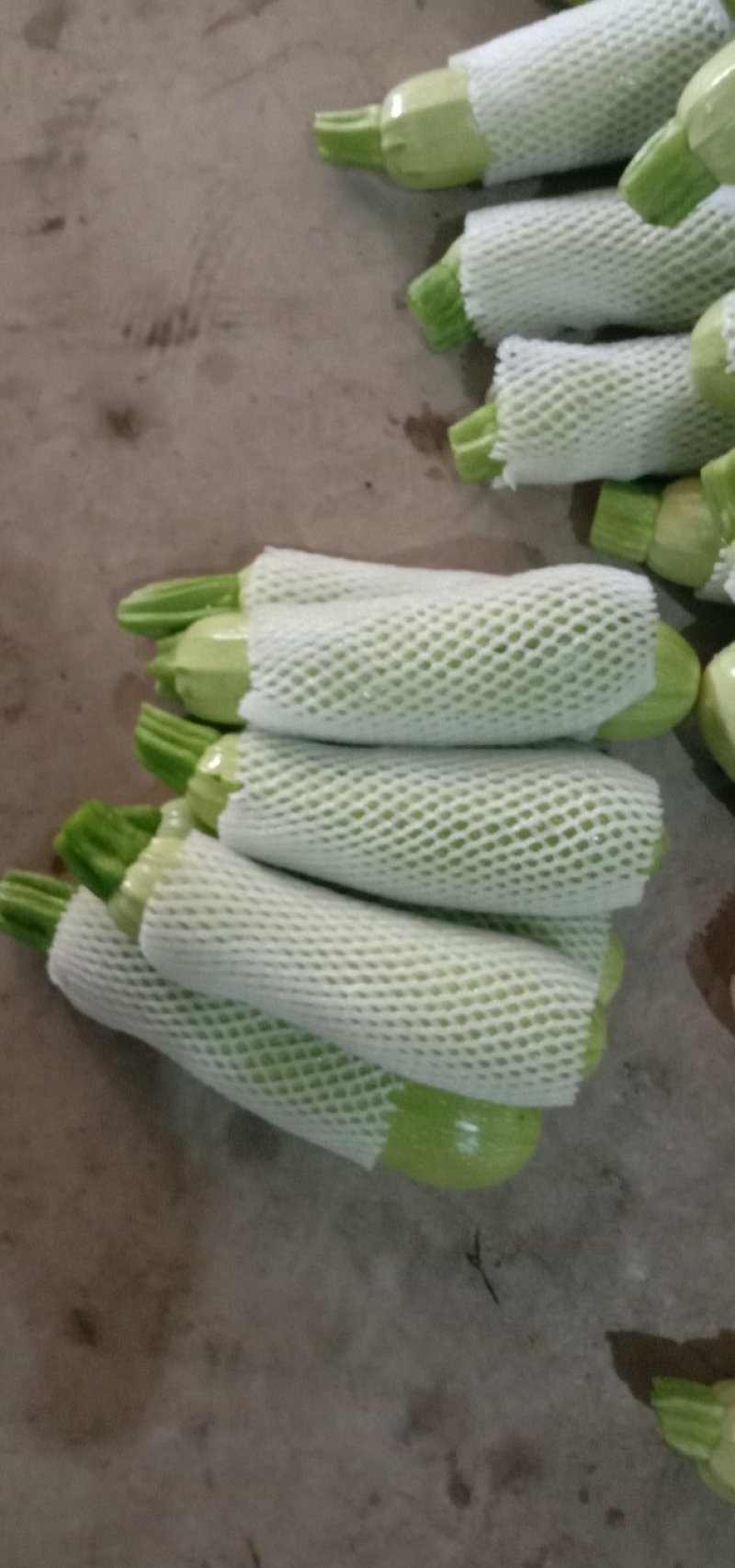 [西葫芦批发]精品价格美丽价格2.00元/公斤 - 一亩田