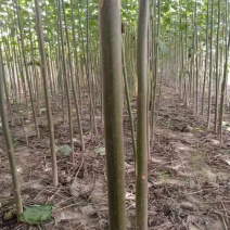 精品泡桐苗规格齐全价格优惠质量保证货源充足