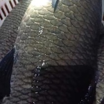 各种规格青鱼供应