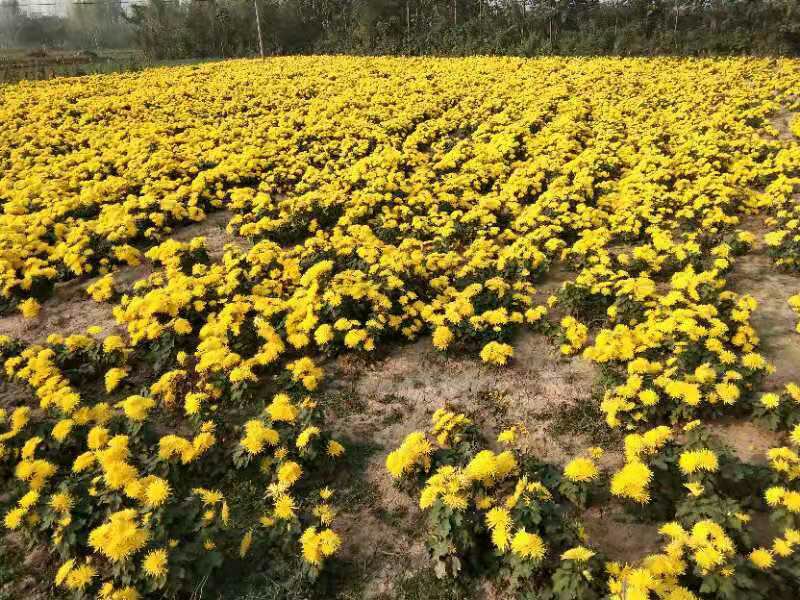 金丝皇菊与白桦茸茶并置展示