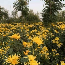 菊花，菊花茶