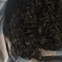 地皮菜