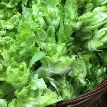 精品儿菜