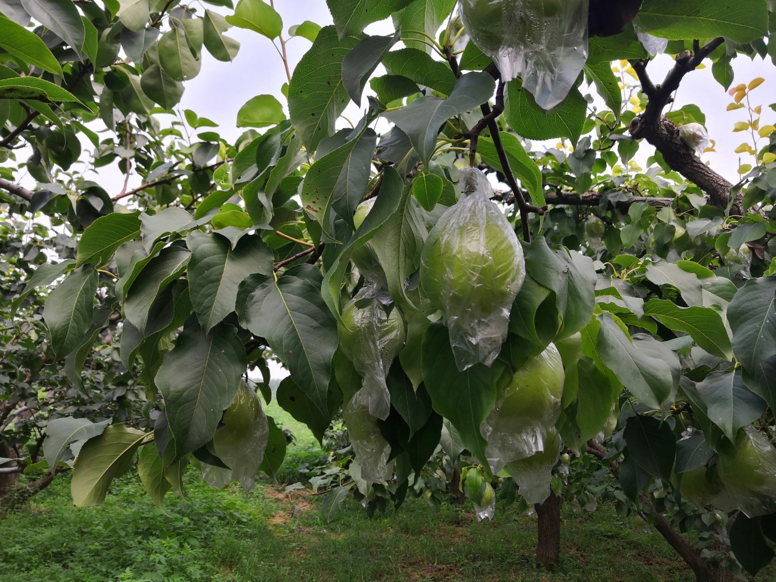 现代化果园中的网红鸭梨种植场景,展示整齐排列的梨树和绿色防控设施 网红鸭梨种植基地
