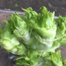 安徽精品儿菜/儿菜头/大量供应市场/电商/一手货源/全国发货