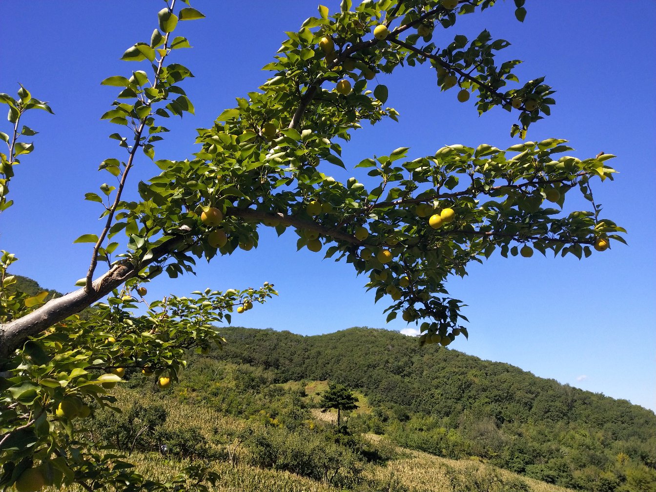 一片郁郁葱葱的南果梨果园,阳光洒落在挂满果实的梨树上,成熟的南果梨呈黄绿色带红晕,表面光滑有光泽,部分果实已呈现典型的琥珀色,农民正在树下进行采收作业,背景为辽宁千山山脉的自然风光 南果梨果园全景图