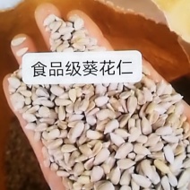 食品级葵花仁，炸油葵花仁，出油率高