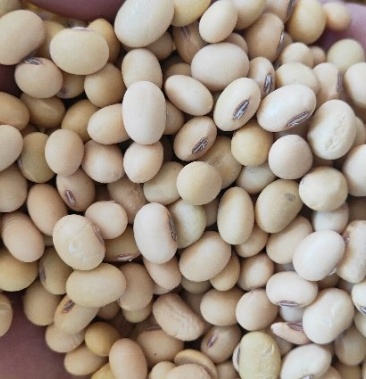 黄豆安徽大豆大颗粒黄豆产自安徽亳州农厂豆